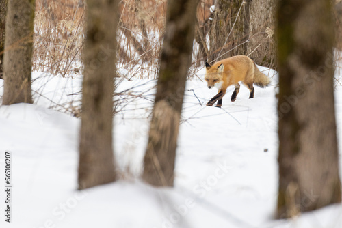 Red fox running in winter