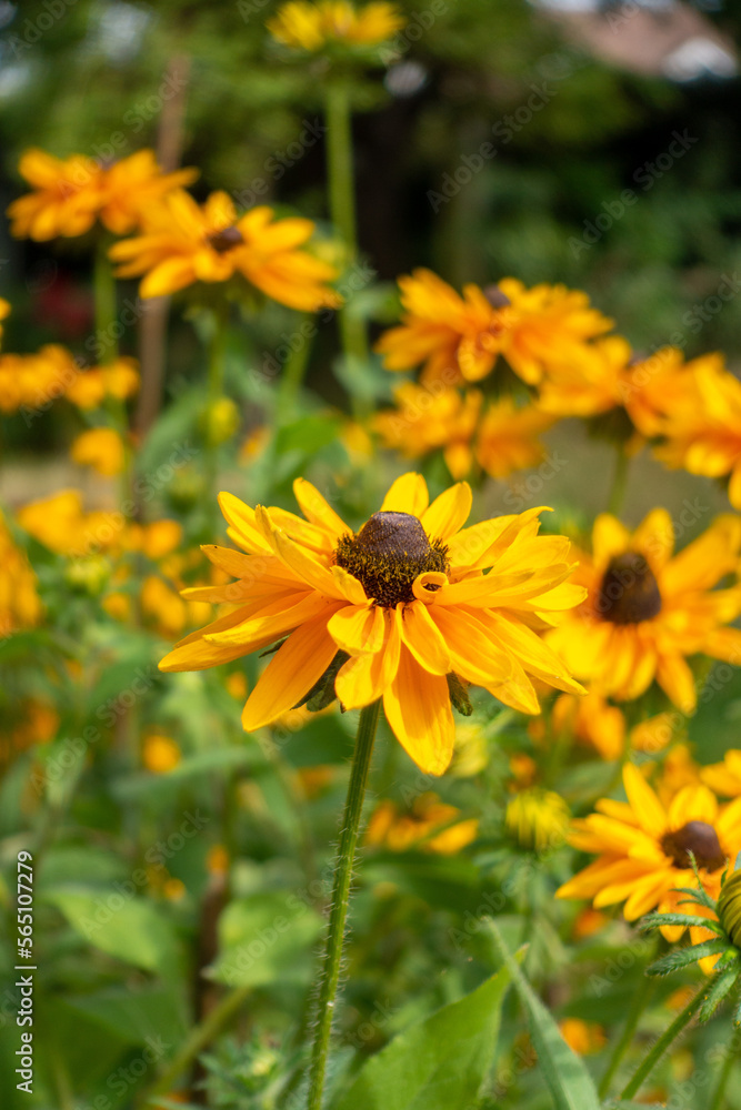 Rudbekia flowers in a late summer perennial prairie style border Rudbekia flowers in a late summer perennial prairie style border