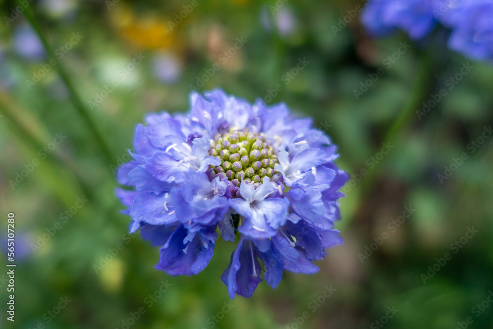 Fototapeta premium Blue Scabious flower