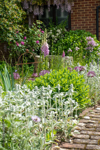 Mixed perennial border with roses, alliums, foxgloves, sedum, stachys in mid summer