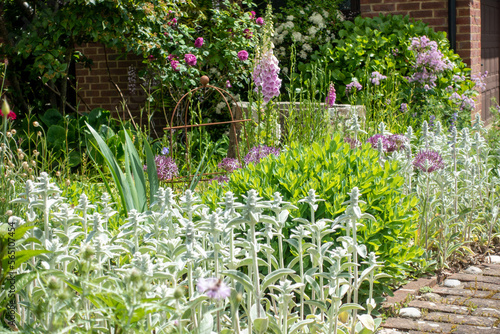 Mixed perennial border with roses, alliums, foxgloves, sedum, stachys in mid summer