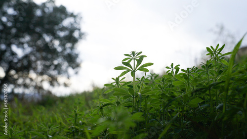 green grass and sky