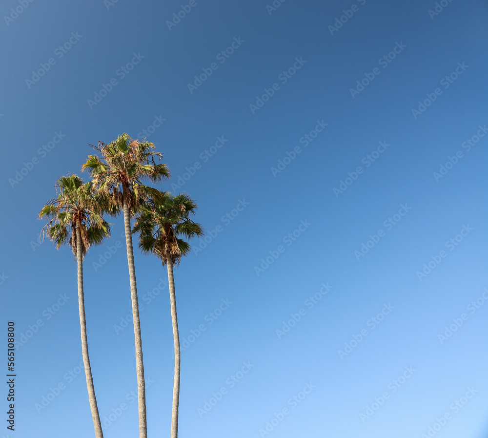Blue sky background with three palm trees and copy space on the sides ...
