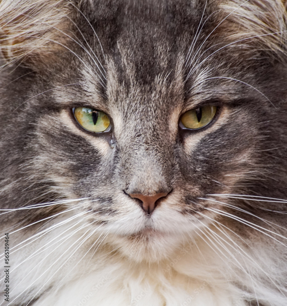Fototapeta premium close up of a cat