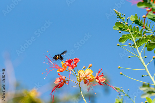 Bee  beautiful bee  mamangava  pollinating beautiful flowers in summer in Brazil  natural light  selective focus.