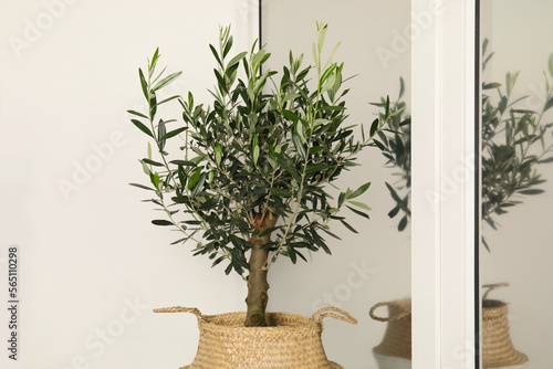 Pot with olive tree near window indoors. Interior element