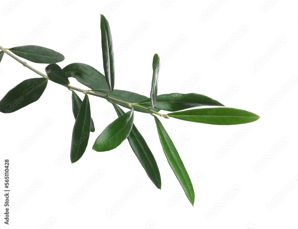 Naklejka premium Olive twig with fresh green leaves isolated on white