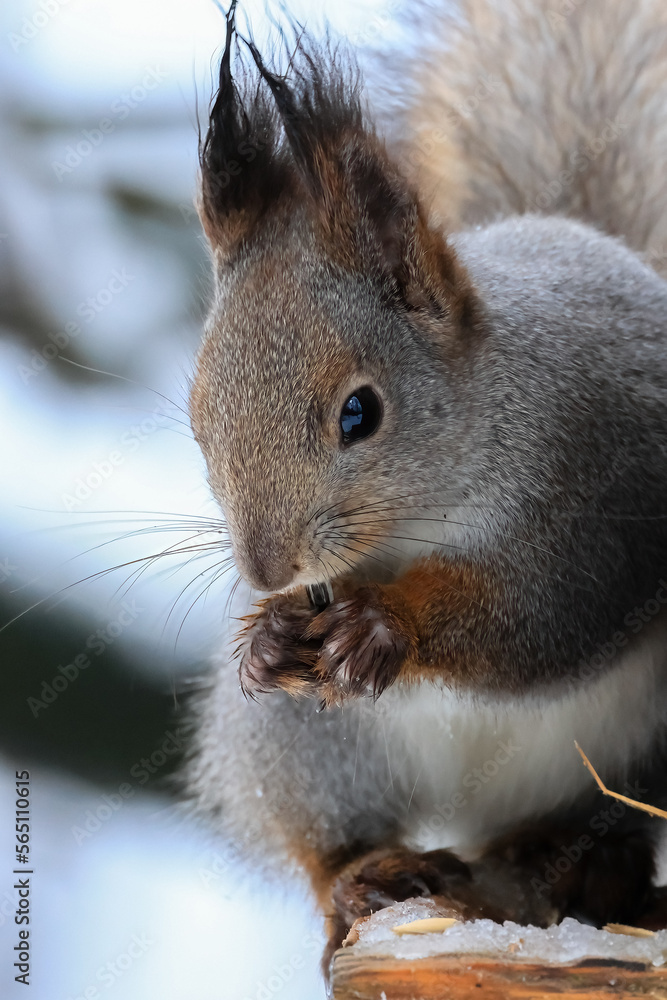 European red squirrel European red squirrel