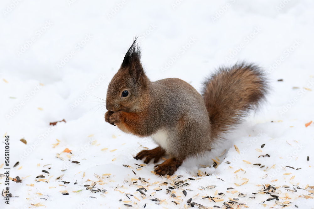 European red squirrel European red squirrel