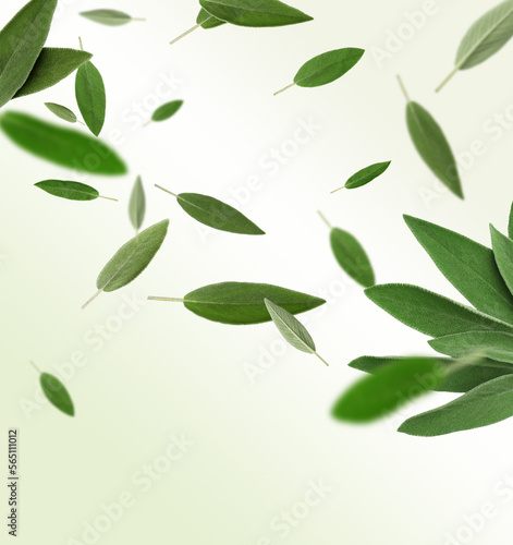 Fresh sage leaves falling on pale light green background