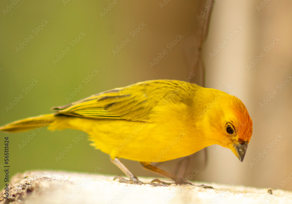 passarinho canario da terra ciscando passarinho canario da terra ciscando