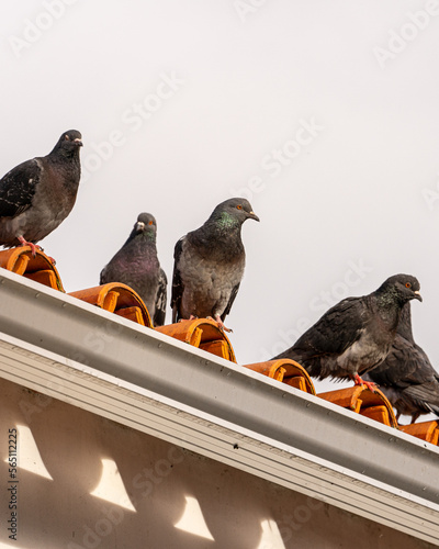 Pidgeon
