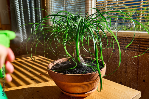 Hand spraying Beaucarnea houseplants. Moisturize leaves of tropical plants during the heating season at home. Greenery at home. Eco-friendly life. Taking care of plants, hobby.