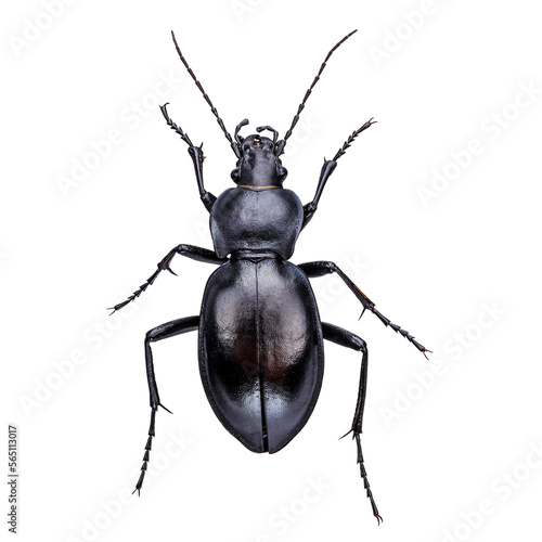 Fototapeta Carabus
