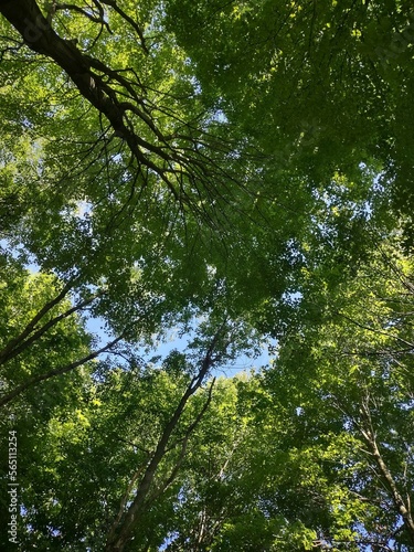 Tall trees in the magic forest