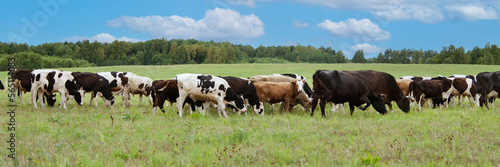 Banner  extra wide format. A herd of cows graze on a field in a village  pasture