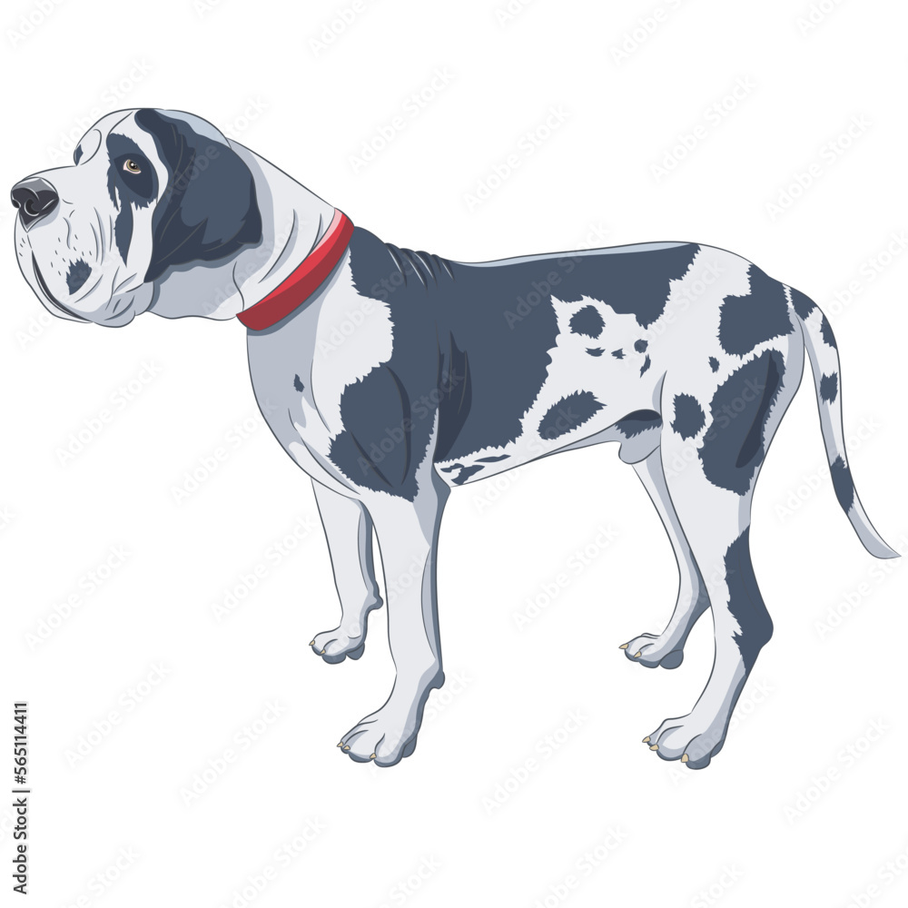 Great Dane white color isolated on white background. Great Dane white color isolated on white background.