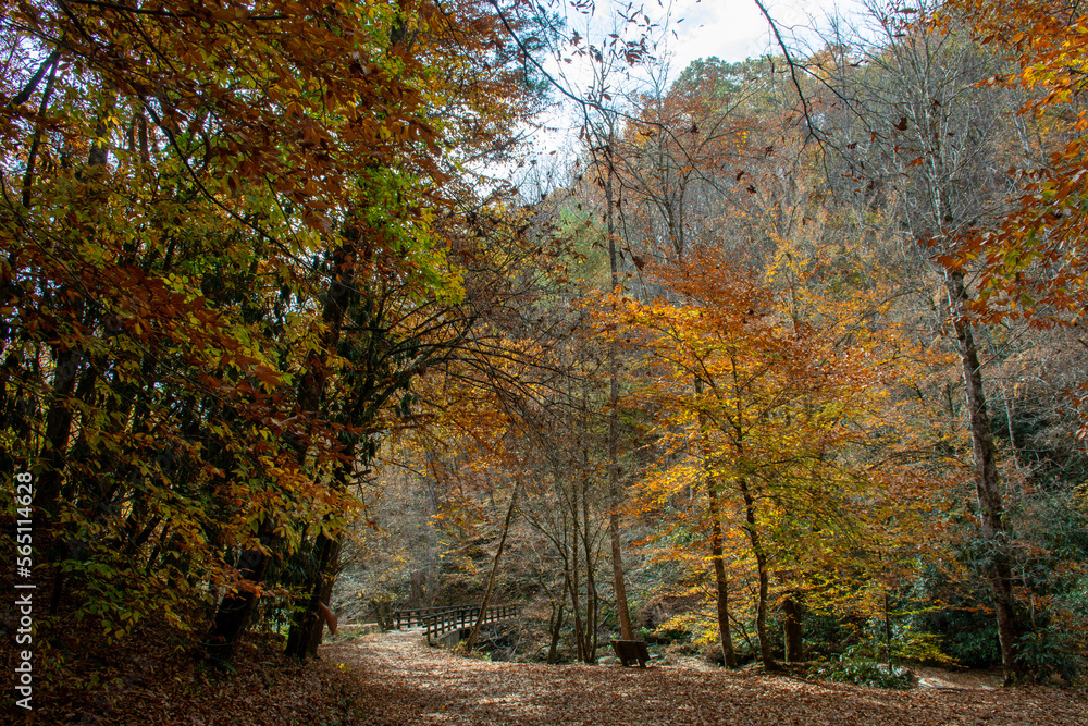 Striking fall colors, a bridge, and a bench along a hiking trail in North Carolina