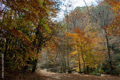 Striking fall colors, a bridge, and a bench along a hiking trail in North Carolina