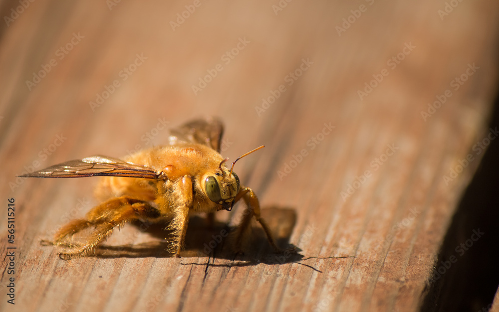 Male valley carpenter bee on wood Male valley carpenter bee on wood