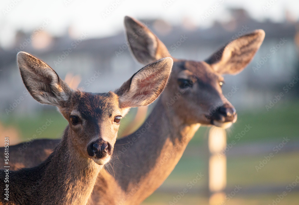 Two deer in a field