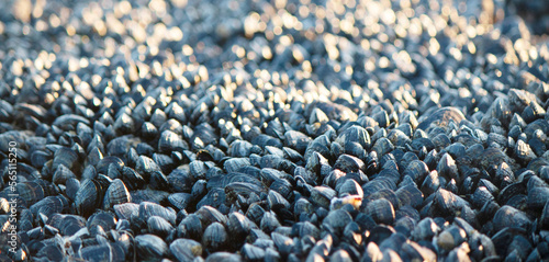 Group of mussels on rock