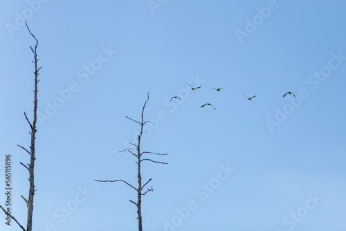 Ducks fly high above scrawny trees in summer under clear blue sky  