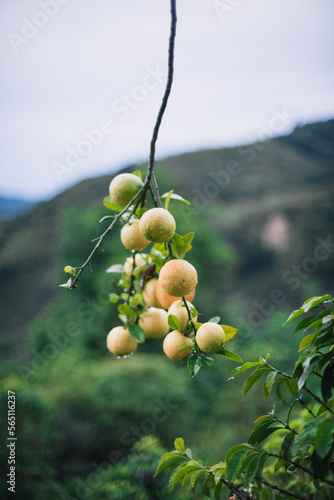 Oranges on the tree