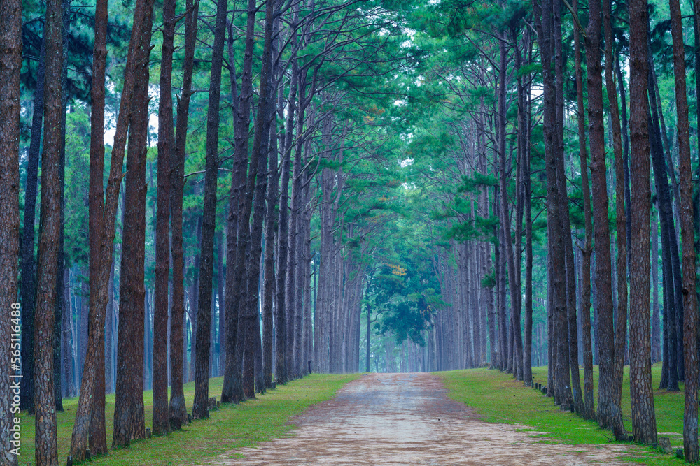 Fototapeta premium Beautiful pine forest at Suan Son Bor Kaew, Hot District, Chiang Mai Province, Thailand. 