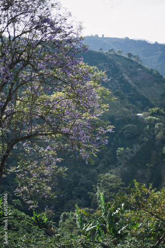 tree in the mountains