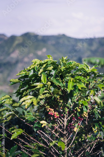 Coffee plant and mountains