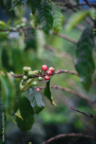 Coffee plant with beans