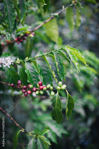 Coffee plant with beans