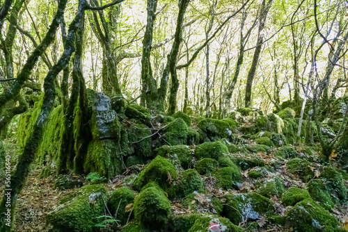 Hiking trail through enchanted ancient laurel sub tropical forest in the Dinaric Alps mountain range near Kotor bay  Montenegro  Balkans  Europe. Dense diversified fauna. Path overgrown with moss