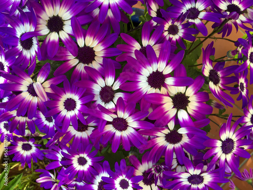 Close up macro of the vibrant purple and white petals of some florist s cineraria  Pericallis hybrida  flowers