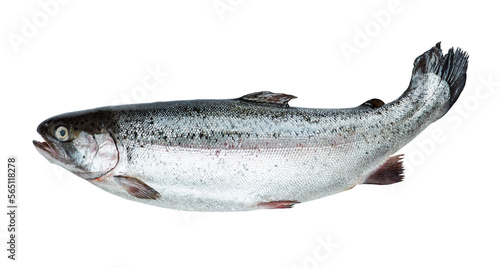 Fresh salmon isolated on transparent background. PNG format	
 photo