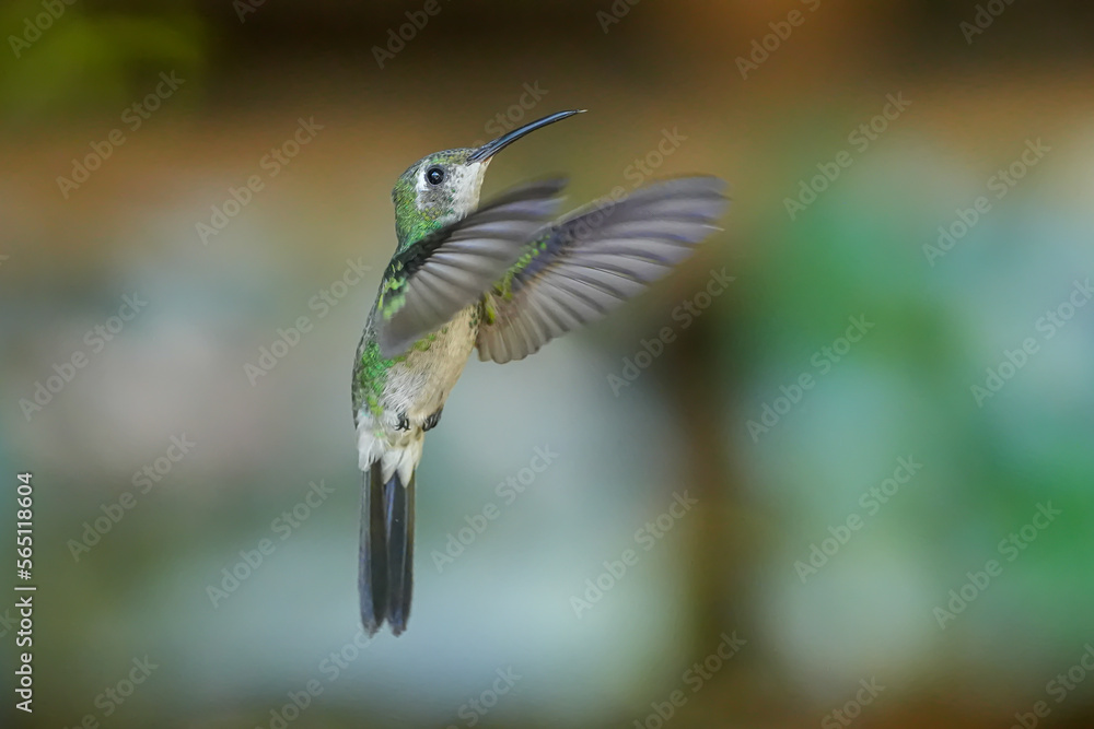 Fototapeta premium hummingbird in flight