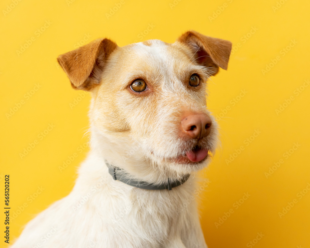Portrait of a podenco breed dog on a yellow background. dog sticking out tongue