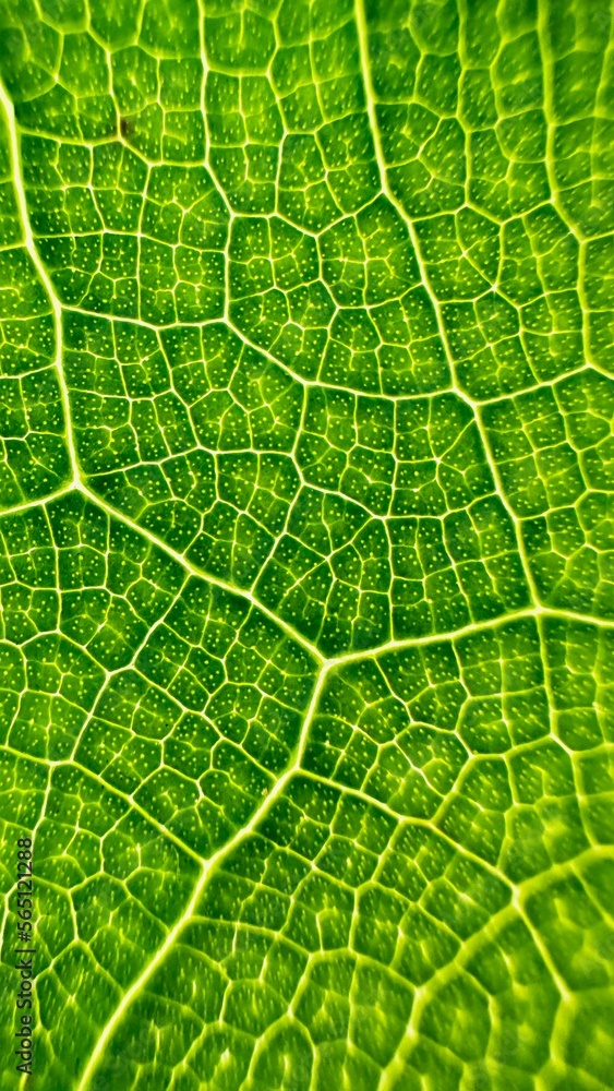Fresh Green Leaves close up of green leaf texture nature background Fresh Green Leaves close up of green leaf texture nature background