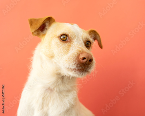 Portrait of a dog breed podenco on a red background. Happy dog 