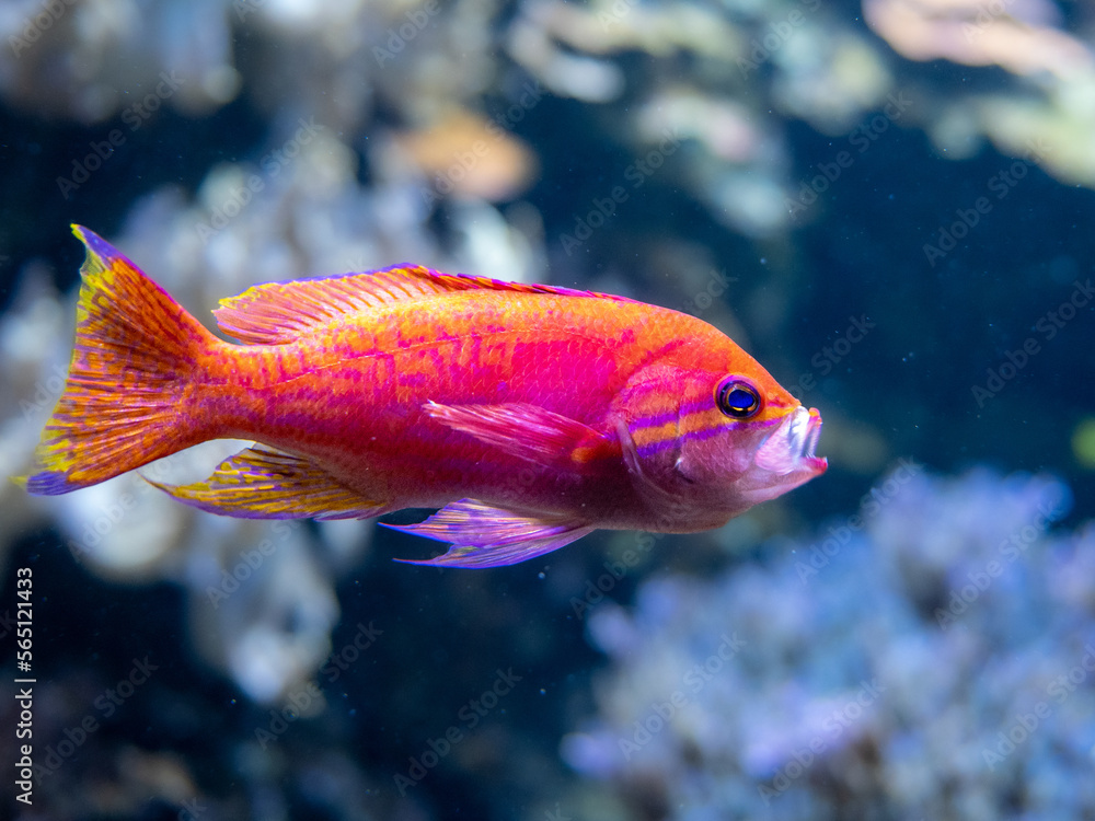 Obraz premium Lippfisch
