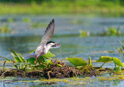 Whiskered Tern, Chlidonias hybrida, making the nest