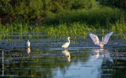 Little Egret, Egretta garzetta, reflected in the water