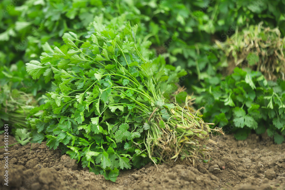 Fresh bunch of coriander leaves Fresh bunch of coriander leaves