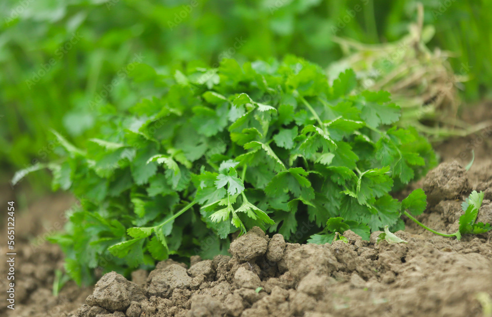 Fresh bunch of coriander leaves Fresh bunch of coriander leaves