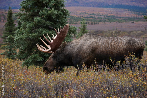 Moose Bull in National park Denali in Alaska photo
