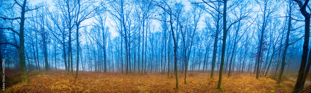 Panorama of Autumn deciduous forest in foggy weather covered with fallen yellow leaves Panorama of Autumn deciduous forest in foggy weather covered with fallen yellow leaves
