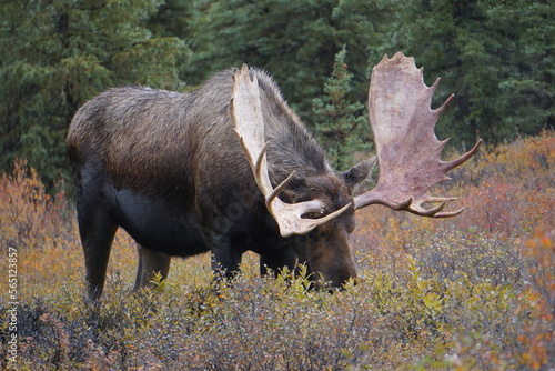 Bull Moose in national park in Alaska