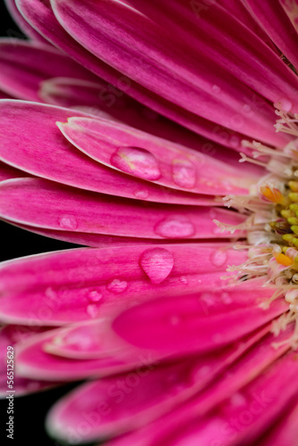 pink flower with water drops