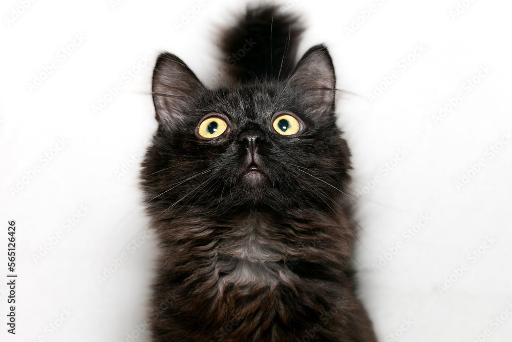 Curious black fluffy kitten with expressive eyes. Close-up. White background.